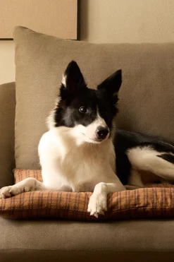 ZARA Animais De Estimação|Animais De Estimação^ALMOFADA DE CHÃO QUADRADOS ANIMAIS DE ESTIMAÇÃO Telha