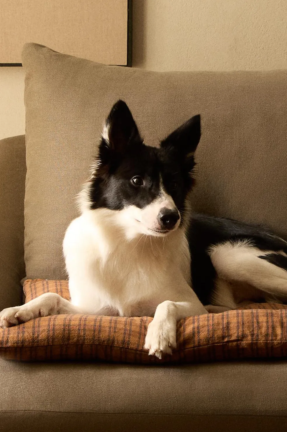 ZARA Animais De Estimação|Animais De Estimação^ALMOFADA DE CHÃO QUADRADOS ANIMAIS DE ESTIMAÇÃO Telha