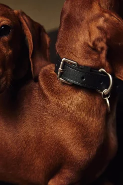 ZARA Animais De Estimação|Animais De Estimação^COLEIRA LISA ANIMAIS DE ESTIMAÇÃO Azul