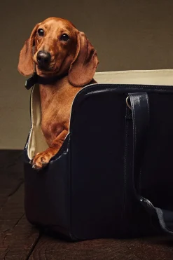 ZARA Animais De Estimação|Animais De Estimação^TRANSPORTADORA ANIMAIS DE ESTIMAÇÃO IMPERMEÁVEL Azul